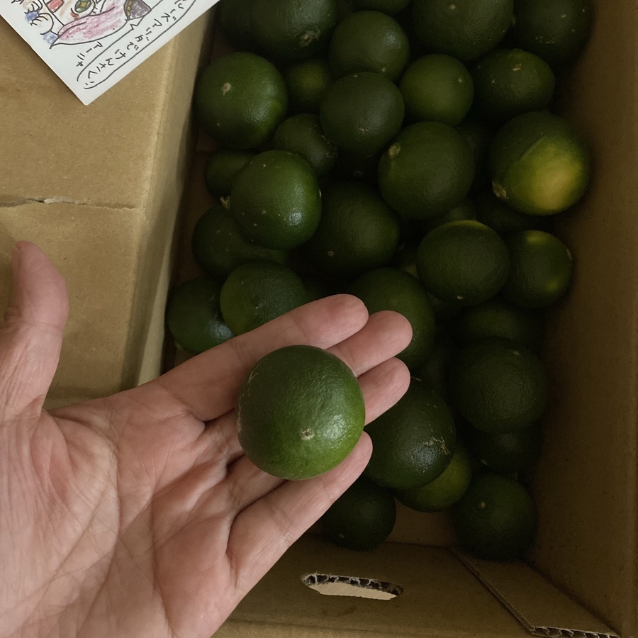 青みかん 完全無農薬 摘果みかん 2キロ|Let(レット)- 訳あり品/食品ロス削減のマーケット 青みかん 完全無農薬 摘果みかん 2キロ|Let(レット)- 訳あり品/食品ロス削減のマーケット